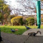 Pigeons and squirrels play in Riley’s garden.