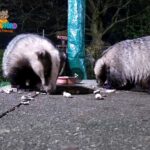Badgers at night, from Riley´s garden cam - Tails from Silvamere